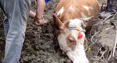 Çamura saplanan büyükbaş hayvanı vatandaşlar kurtardı