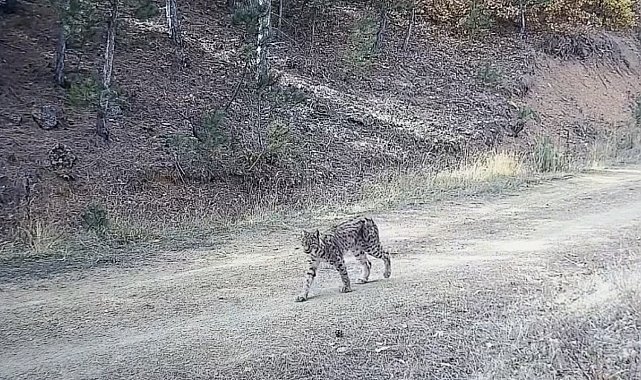 Çankırı'da "Ormanın hayaleti" vaşak görüntülendi