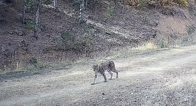 Çankırı'da "Ormanın hayaleti" vaşak görüntülendi