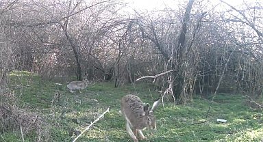 Çankırı'da yaban hayatı kamerada