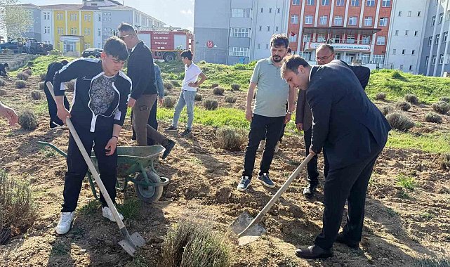 Çavdarhisar'da öğrenciler okulun tarım alanına lavanta fidanı dikti