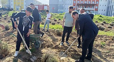 Çavdarhisar'da öğrenciler okulun tarım alanına lavanta fidanı dikti