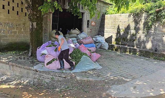 ÇAYKUR sezonun ilk gününde 900 ton çay aldı
