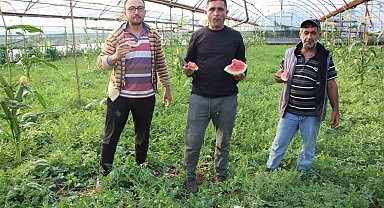 Çekirdek karpuzun hasadı başladı: 3 ayda hasat ediliyor, 1 ayda tükeniyor
