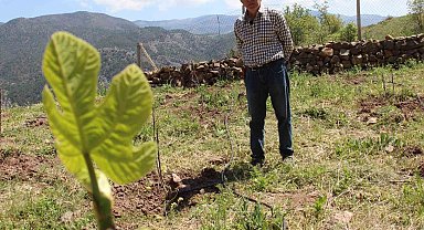 Ceviz ağaçları zirai dondan etkilenen ziraat mühendisi çözümü incirde buldu