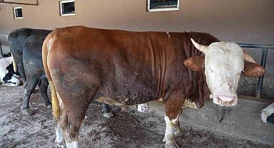 Çiftliğin gözdesi 1 ton 300 kiloluk tosun oldu