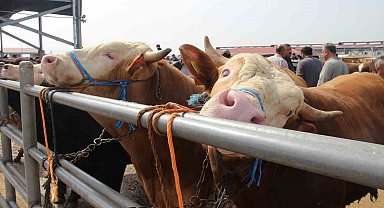 Çorum'da hayvan pazarında Kurban Bayramı haraketliliği başladı