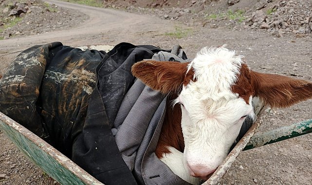 Dağda bulduğu yeni doğmuş buzağıyı sahibine ulaştırdı