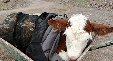 Dağda bulduğu yeni doğmuş buzağıyı sahibine ulaştırdı