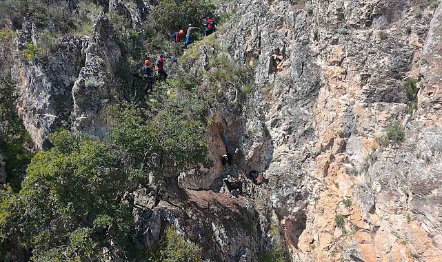 Dağda mahsur kalan keçiler kurtarıldı