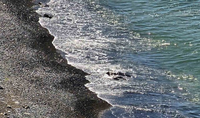 Denizdeki ceset ihbarı 'kaya' çıktı