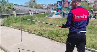 Dernek binasına giren yılanı itfaiye yakalayıp doğaya saldı