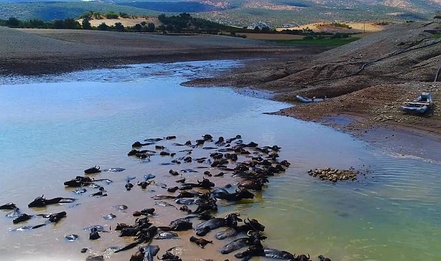 Devlet destekleriyle Diyarbakır'da manda sayısı 21 bin 500'e ulaştı