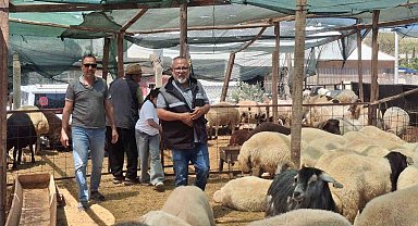 Didim'de kurbanlıklar satışta