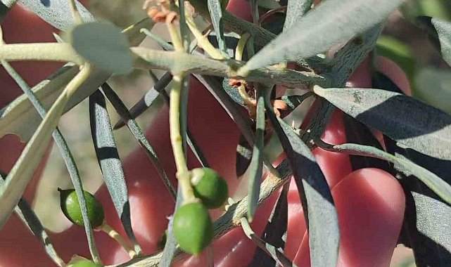 Didim'de zeytin üreticilerine "zeytin güvesi" uyarısı