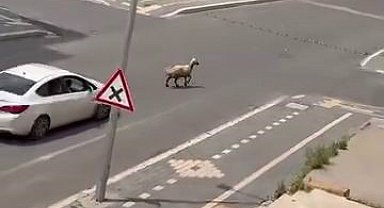 Diyarbakır'da kaçan kurbanlık trafiğin altını üstüne getirdi
