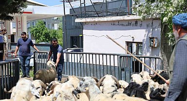 Diyarbakır'dan şehir dışına kurbanlık sevki devam ediyor