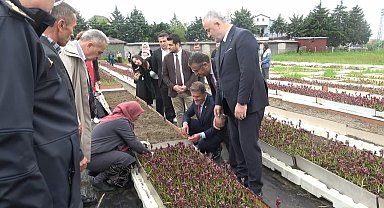 Doğadan tarlaya salep yolculuğu Samsun'da büyüyor