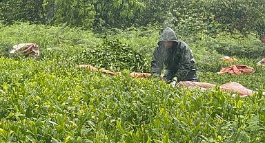 Doğu Karadeniz'de yağmur çay hasadını durdurmadı