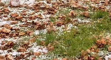 Dolu yağışı Antep fıstığı bahçelerine zarar verdi