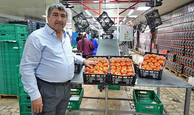 Domateste üretim planlaması fiyat dengesinin anahtarı