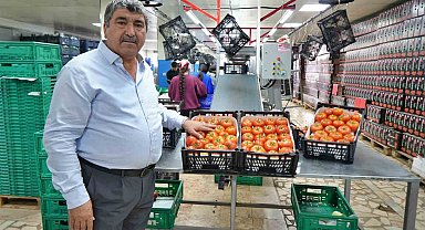 Domateste üretim planlaması fiyat dengesinin anahtarı