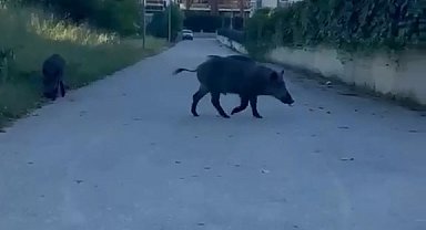 Domuzlar yerleşim yerine inerek yiyecek aradı