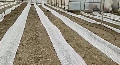 Don uyarısına karşı seracılardan tüllü önlem