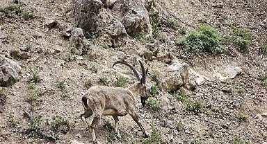 Dronu görünce kaçan dağ keçileri görüntülendi