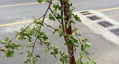 Dut ağacının taze dalını kırmakla yetinmeyip dönüp yemeye başladı