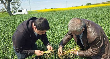 Edirne'de buğday ekili alanlarda hastalık uyarısı
