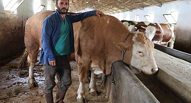 Elazığ'da 1 ton 200 kiloluk isimsiz tosun, alıcısını bekliyor