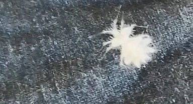 Elazığ'da 'Dikenli Dantel Böceği' görüntülendi