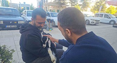 Elazığ'da 'Zeytin' isimli oğlak, mahallenin maskotu haline geldi