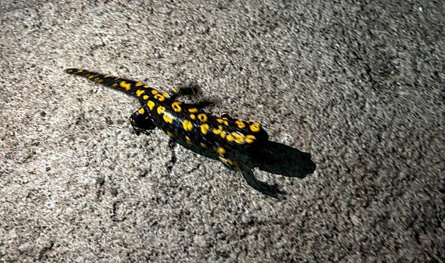 Elazığ'da benekli semender görüldü