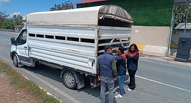 Elazığ'da Kurban Bayramı öncesi hayvan sevklerine sıkı denetim