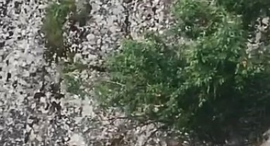Elazığ'ın tarihi mahallesinde dağ keçileri görüntülendi