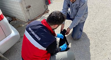 Emet'te sahipli kedi ve köpeklere mikroçip uygulaması, kimliklendirme ve pasaport tahsisi işlemleri
