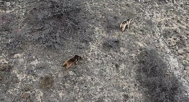 Erzincan'da ayı saldırısı: 20 koyun telef oldu