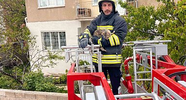 Erzincan'da çatıda mahsur kalan kedi itfaiye ekiplerince kurtarıldı