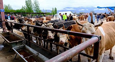 Erzincan'da hayvan pazarı hareketlendi: Sıkı pazarlıklar başladı