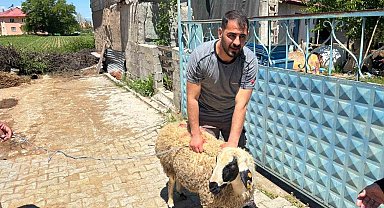 Erzincan'da kaçan kurbanlık koyun 1 saat sonra yakalandı