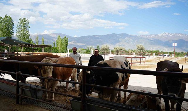 Erzincan'da Kurban Bayramı hareketliliği başladı