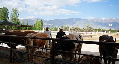 Erzincan'da Kurban Bayramı hareketliliği başladı
