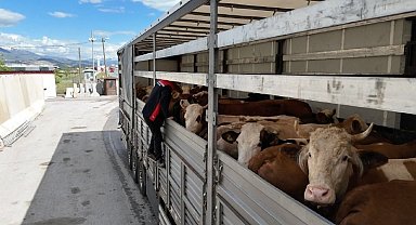Erzincan'da kurbanlık sevkiyatına sıkı denetim
