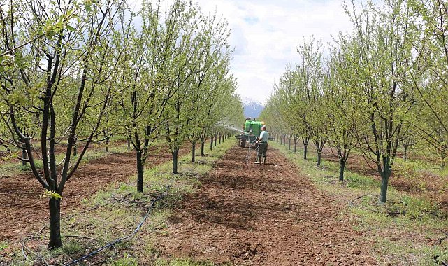 Erzincan'da meyve üreticilerine yağış sonrası ilaçlama uyarısı