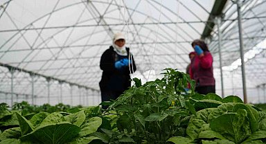 Erzincan'da sera marulunda hasat başladı