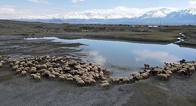 Erzincan'da sürüler meraya indi, üreticiler günlük 5-6 bin lira tasarruf sağlıyor