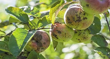 Erzincanlı üreticilere kara leke hastalığı uyarısı