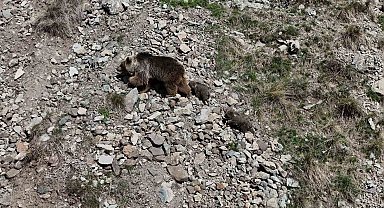 Erzurum Oltu'da bozayı iki yavrusuyla görüntülendi